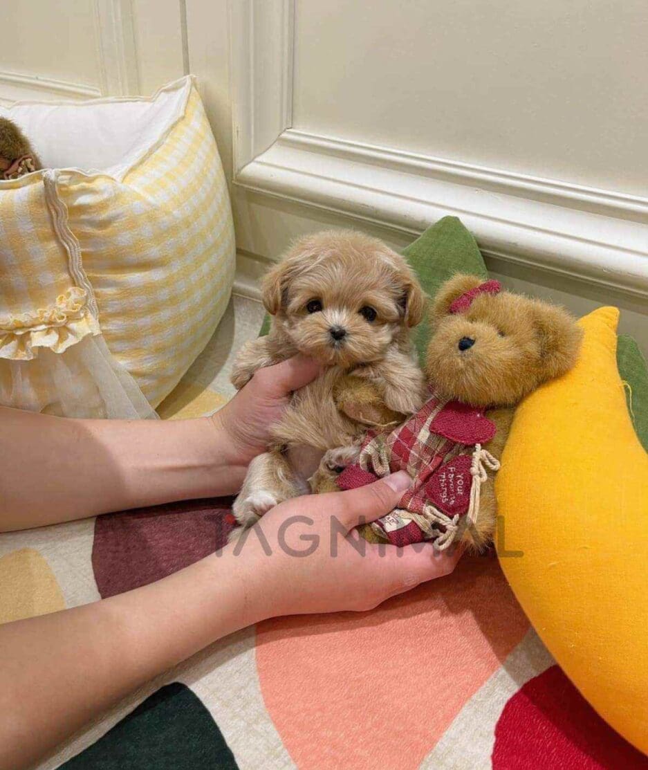 Maltipoo puppy for sale, dog for sale at Tagnimal