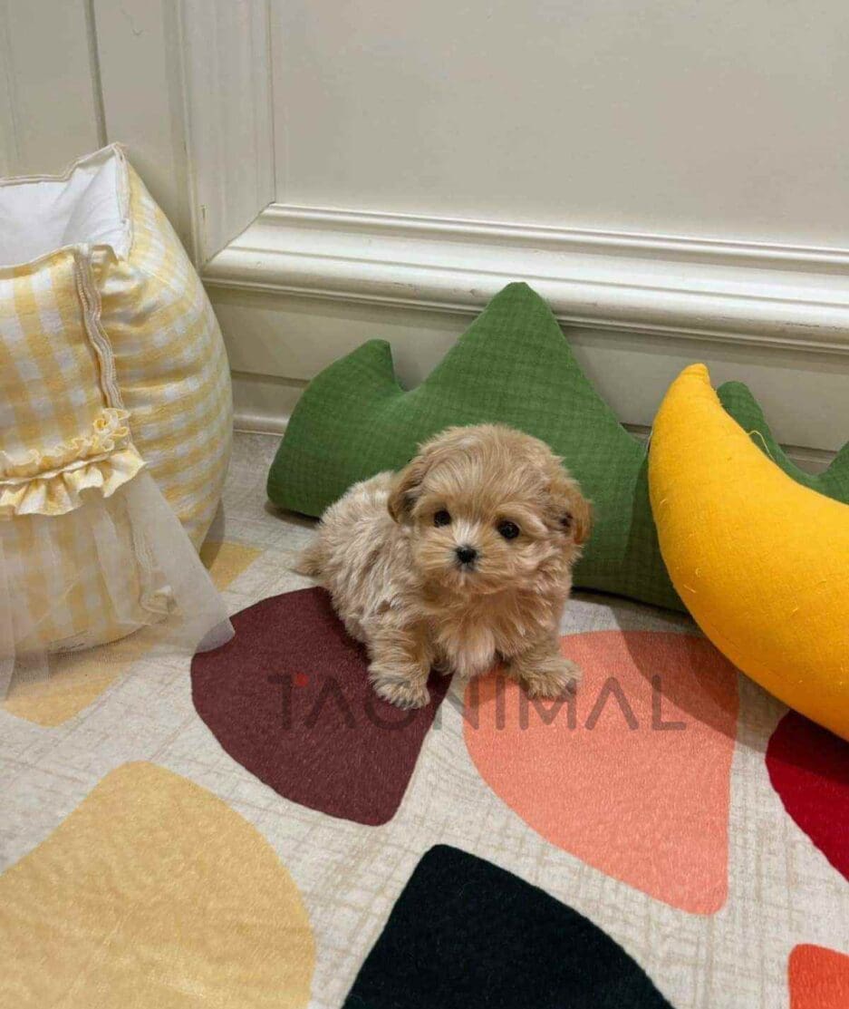 Maltipoo puppy for sale, dog for sale at Tagnimal