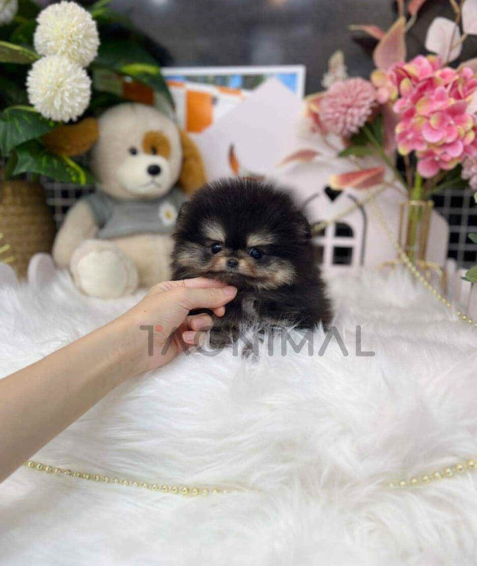 Pomeranian puppy for sale, dog for sale at Tagnimal