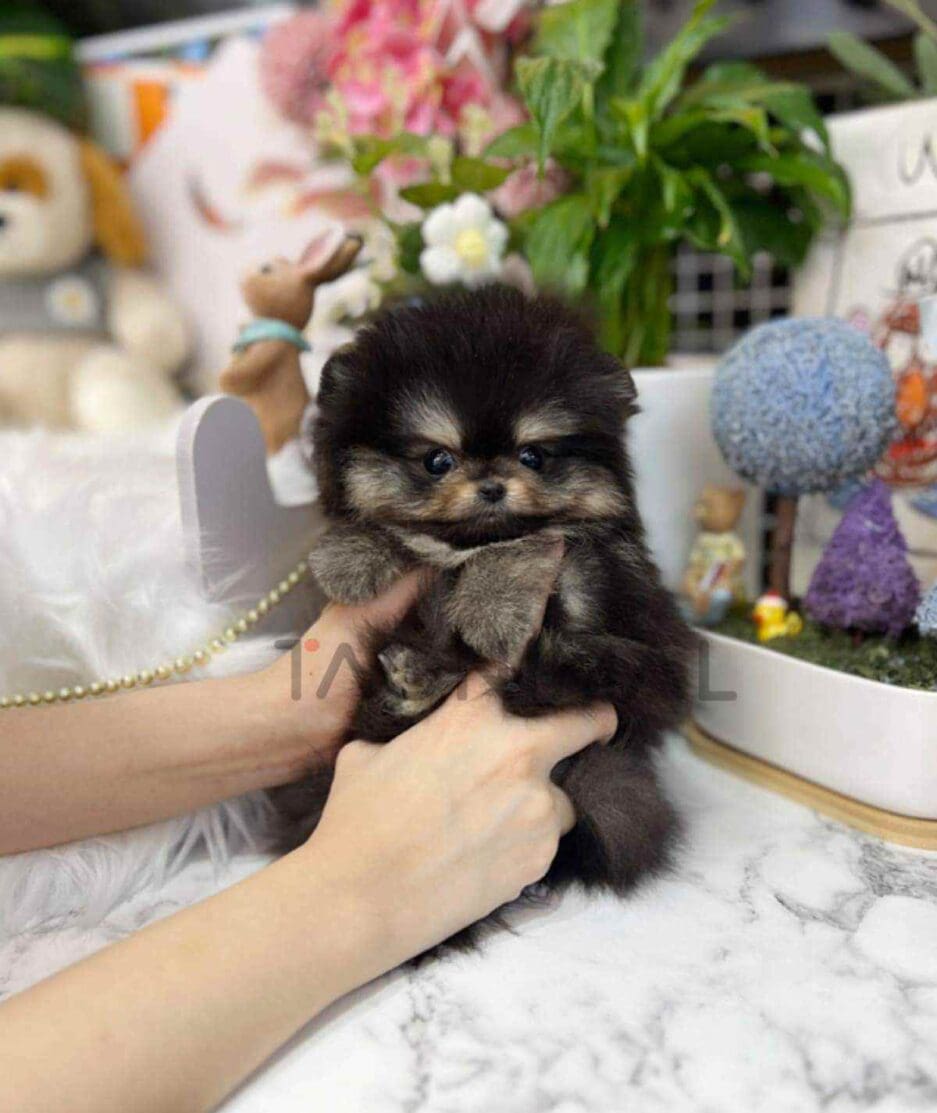 Pomeranian puppy for sale, dog for sale at Tagnimal