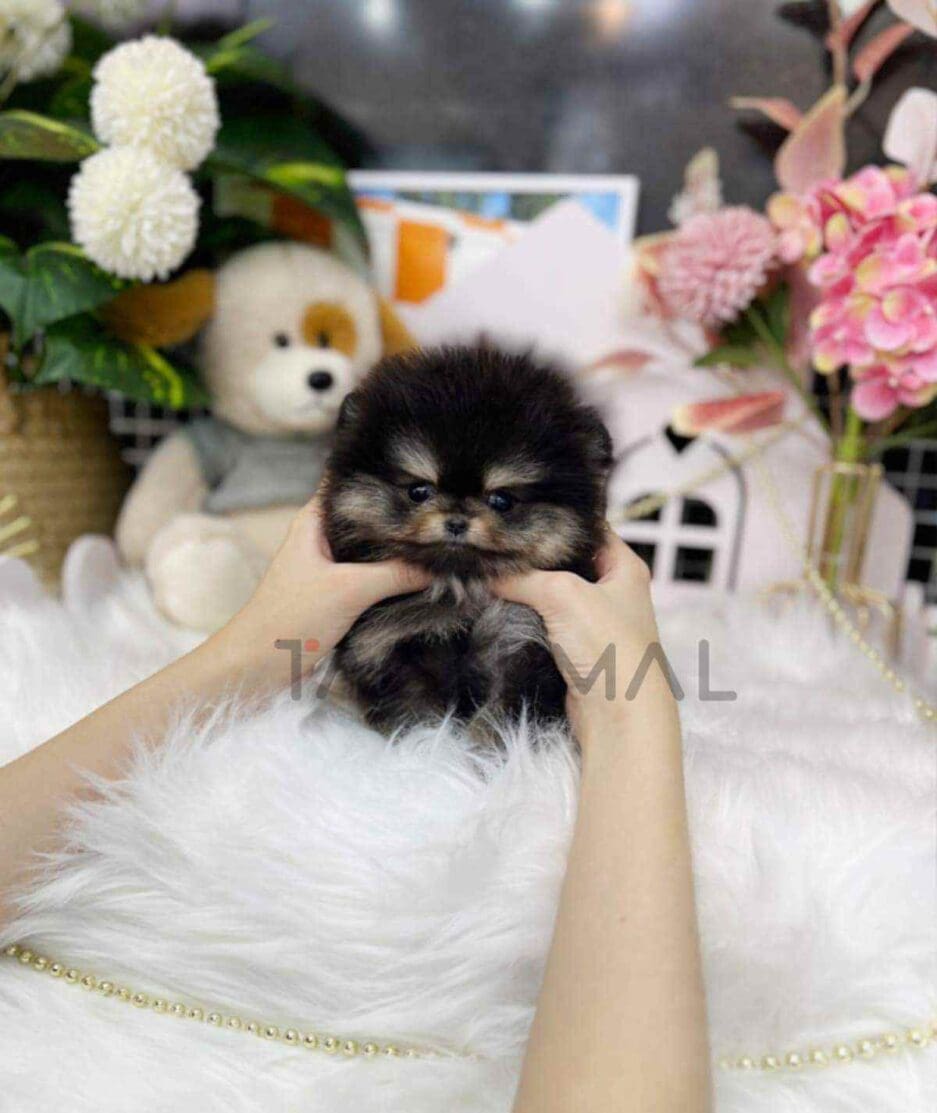 Pomeranian puppy for sale, dog for sale at Tagnimal