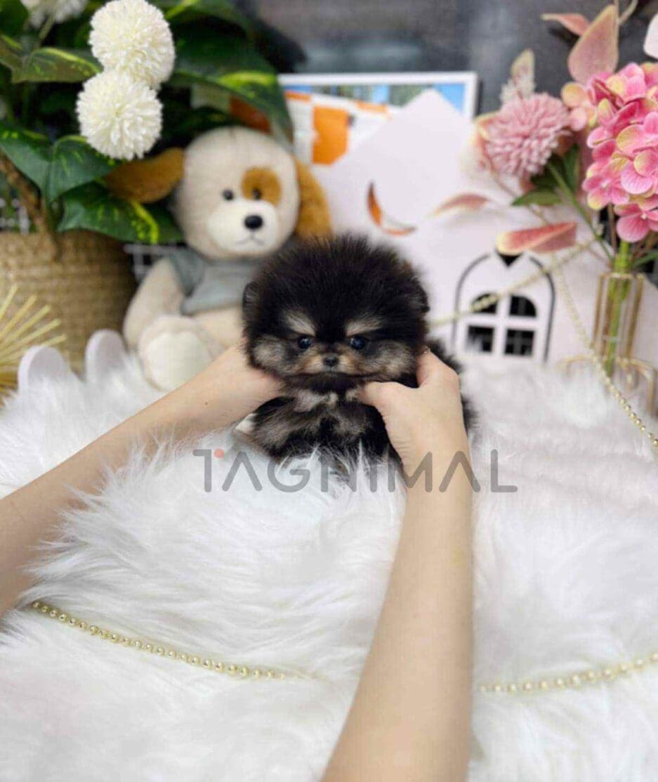 Pomeranian puppy for sale, dog for sale at Tagnimal