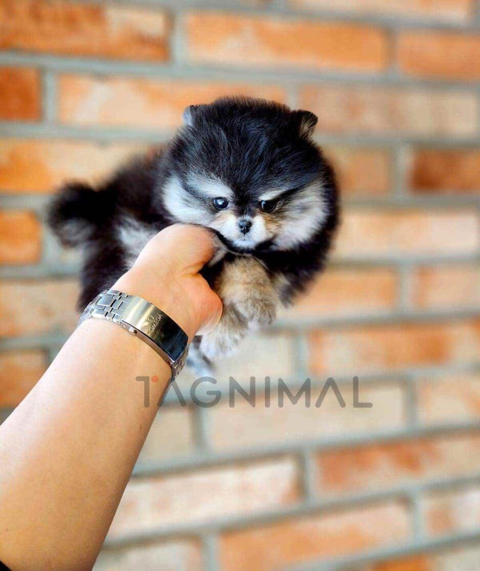 Pomeranian puppy for sale, dog for sale at Tagnimal