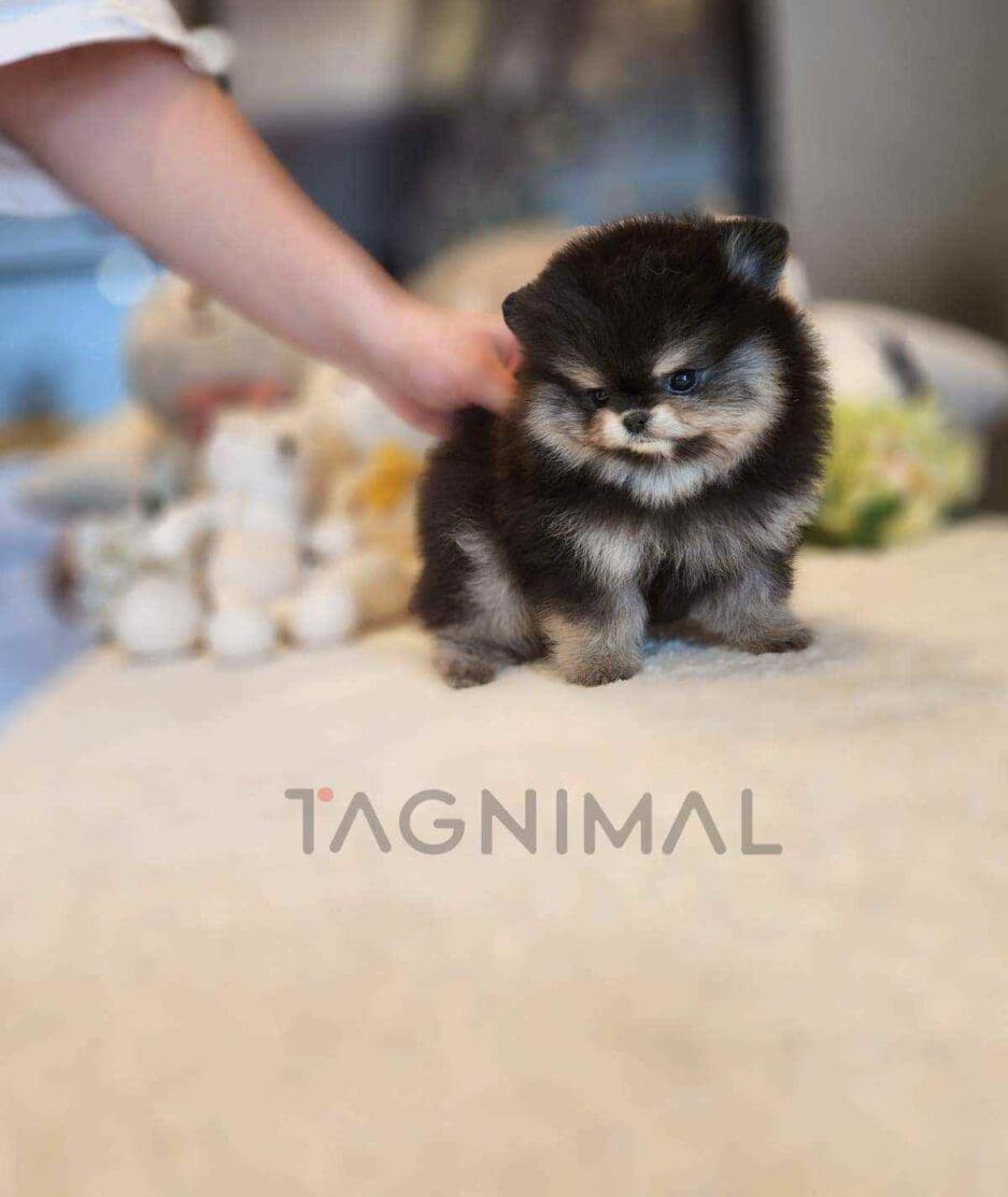 Pomeranian puppy for sale, dog for sale at Tagnimal