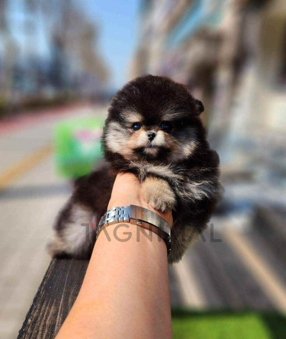 Pomeranian puppy for sale, dog for sale at Tagnimal