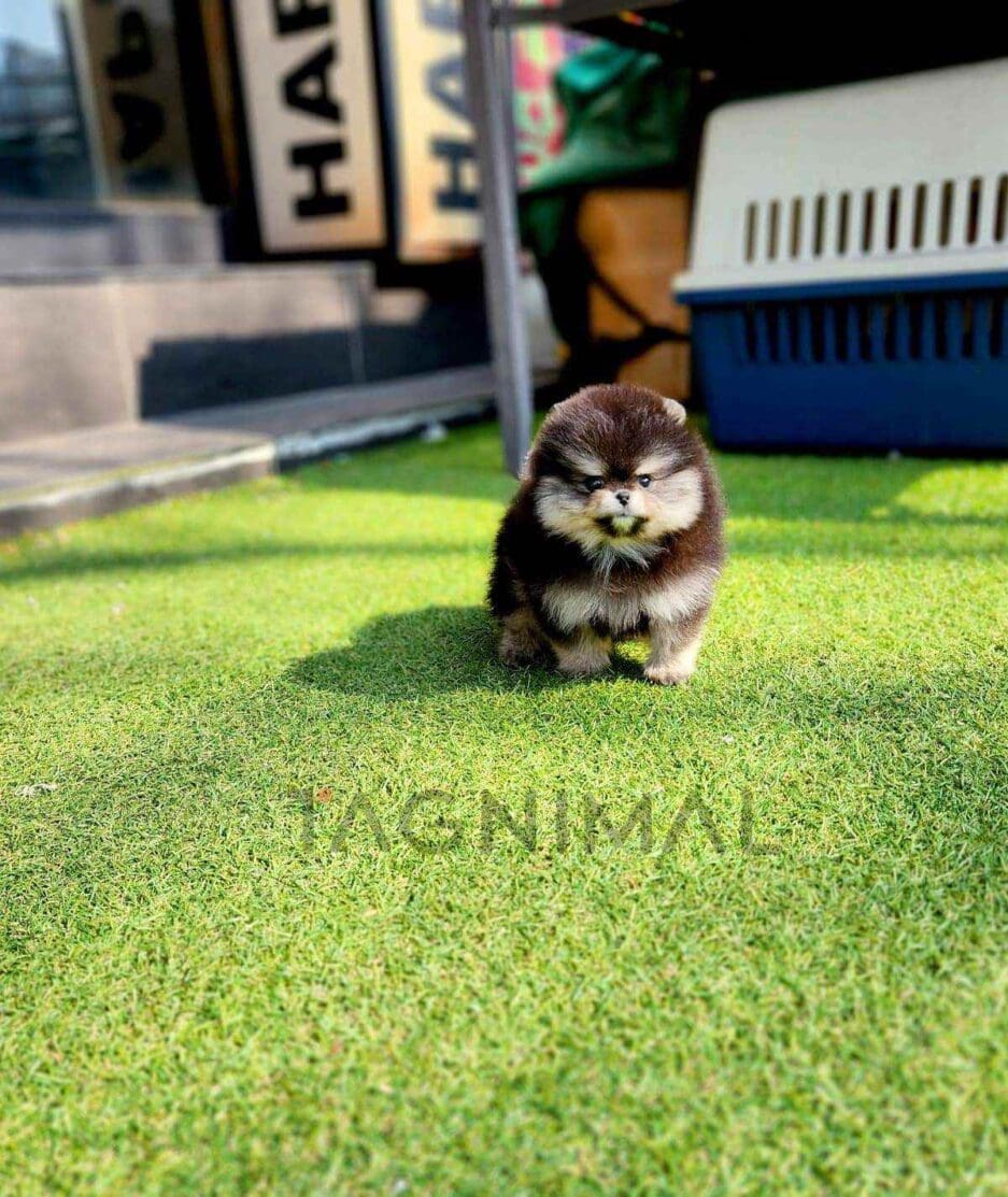 Pomeranian puppy for sale, dog for sale at Tagnimal