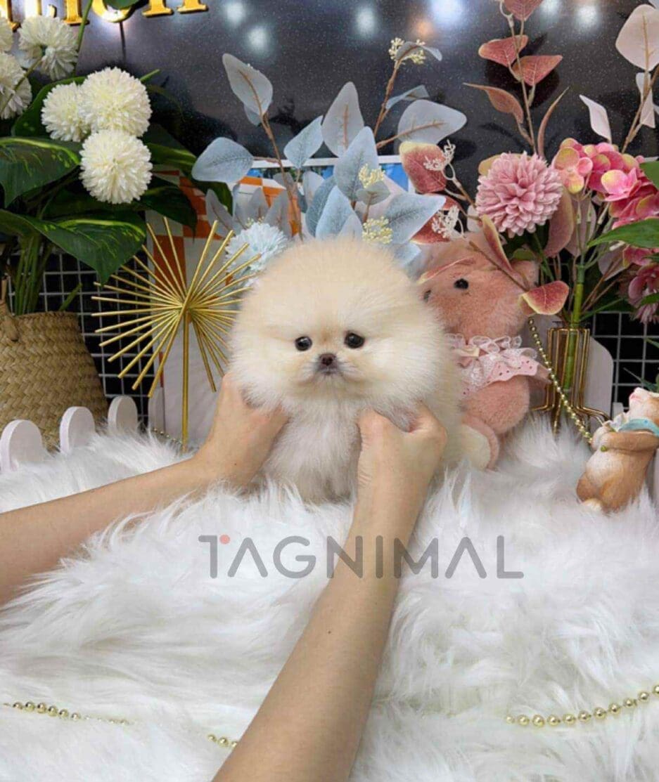 Pomeranian puppy for sale, dog for sale at Tagnimal