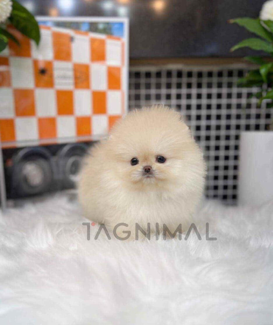 Pomeranian puppy for sale, dog for sale at Tagnimal