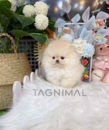 Pomeranian puppy for sale, dog for sale at Tagnimal