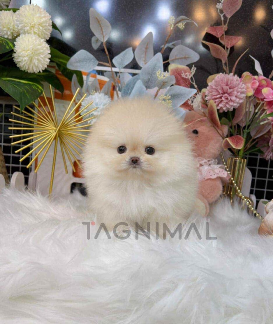 Pomeranian puppy for sale, dog for sale at Tagnimal