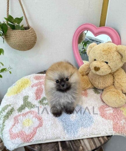 Pomeranian puppy for sale, dog for sale at Tagnimal