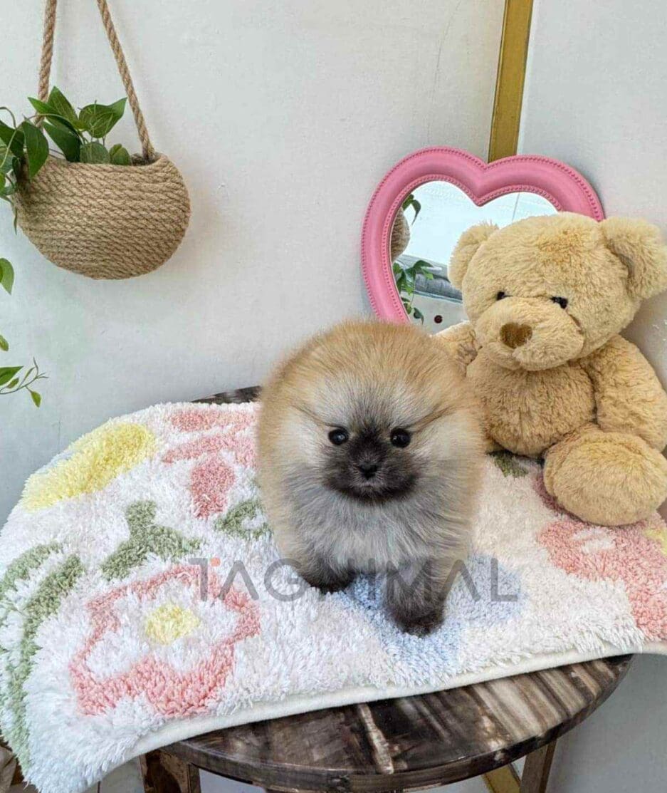 Pomeranian puppy for sale, dog for sale at Tagnimal