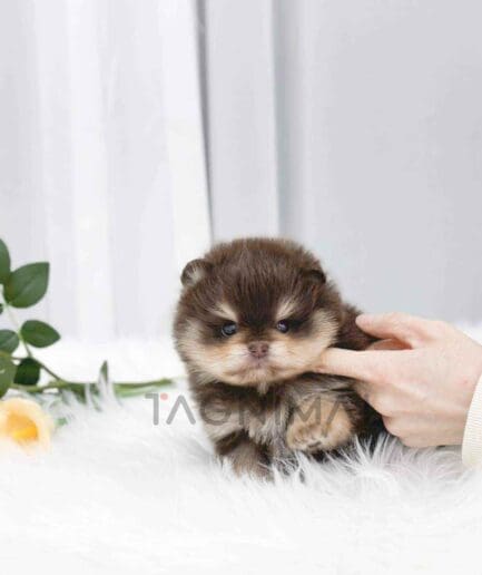 Pomeranian puppy for sale, dog for sale at Tagnimal