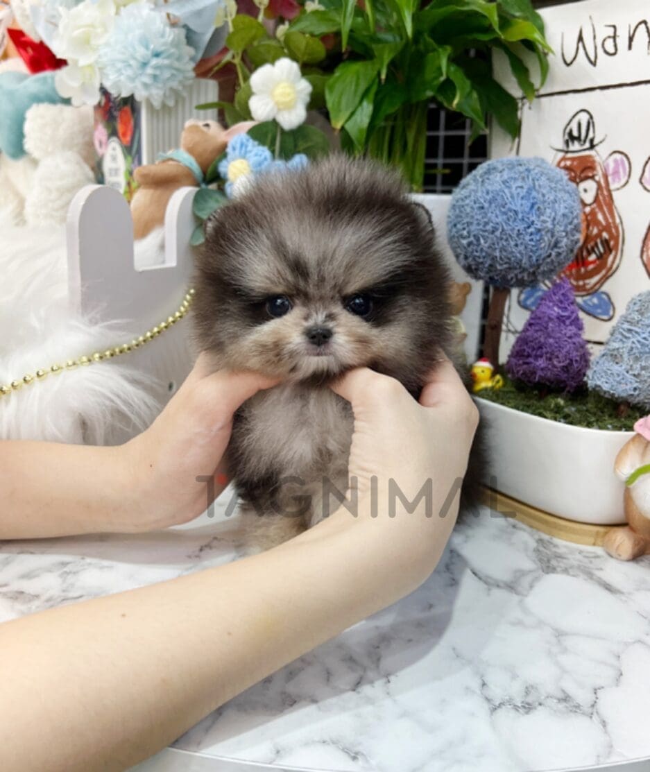 Pomeranian puppy for sale, dog for sale at Tagnimal