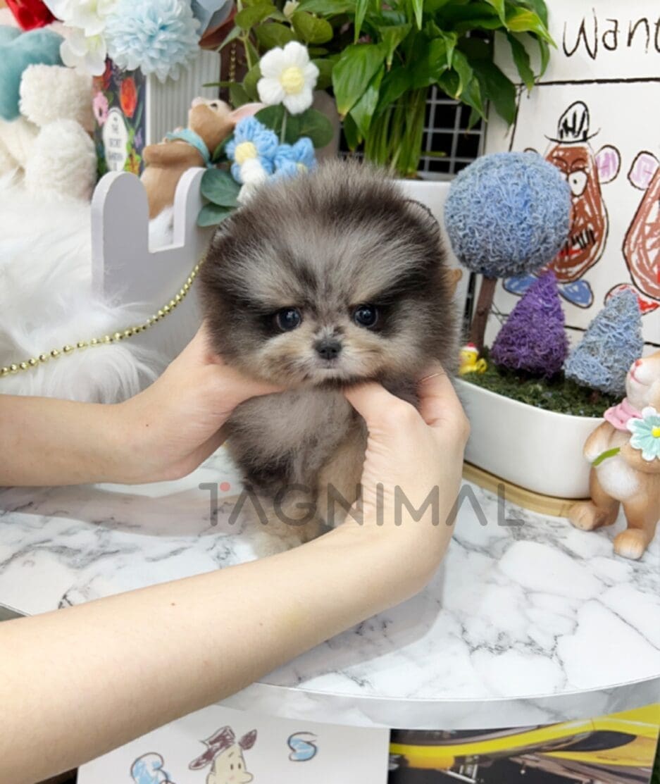 Pomeranian puppy for sale, dog for sale at Tagnimal