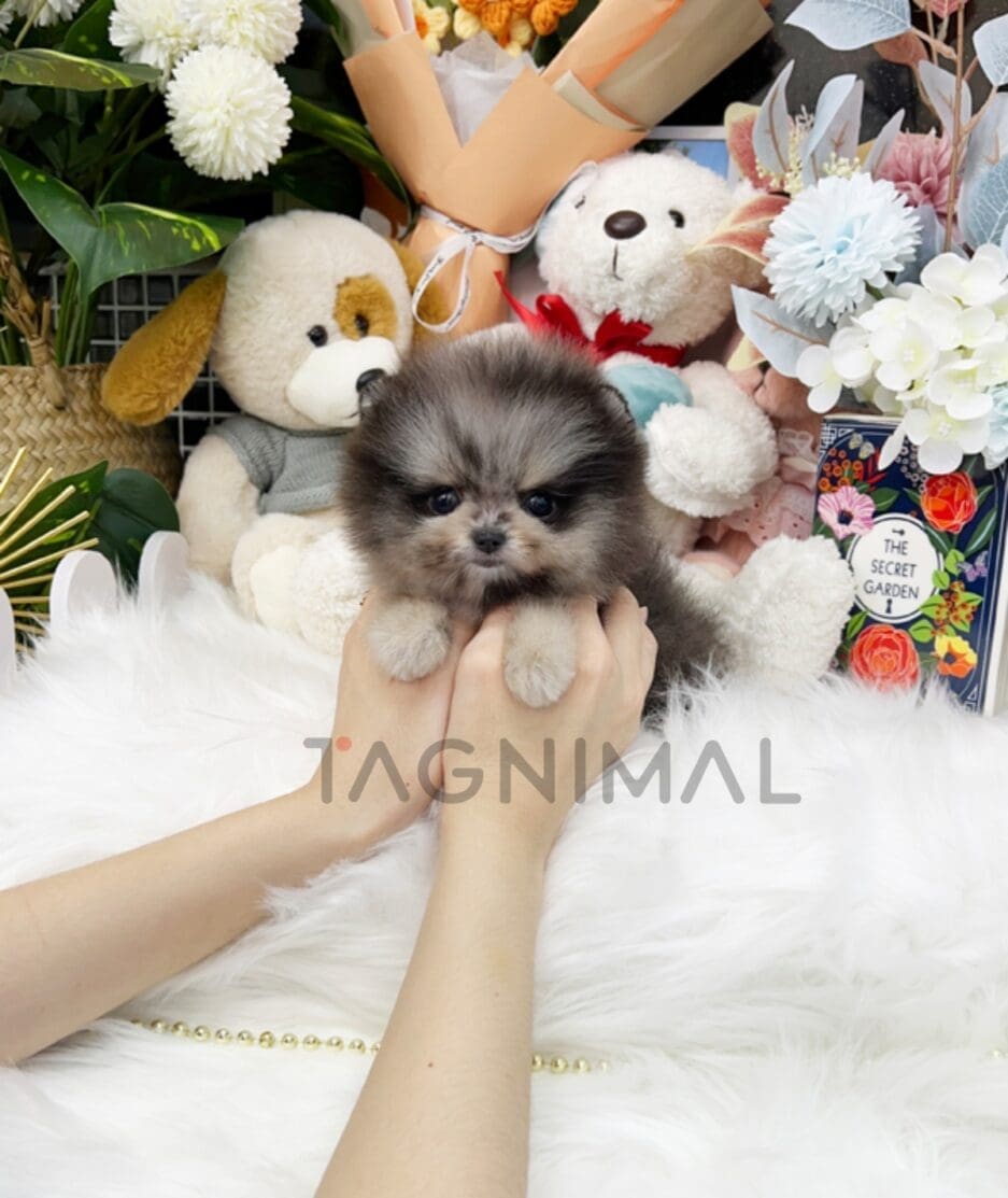 Pomeranian puppy for sale, dog for sale at Tagnimal