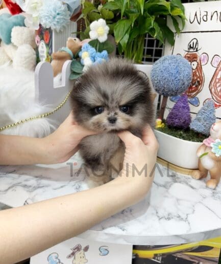 Pomeranian puppy for sale, dog for sale at Tagnimal