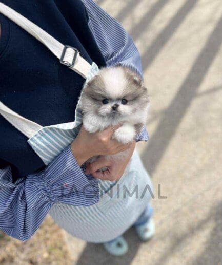 Pomeranian puppy for sale, dog for sale at Tagnimal