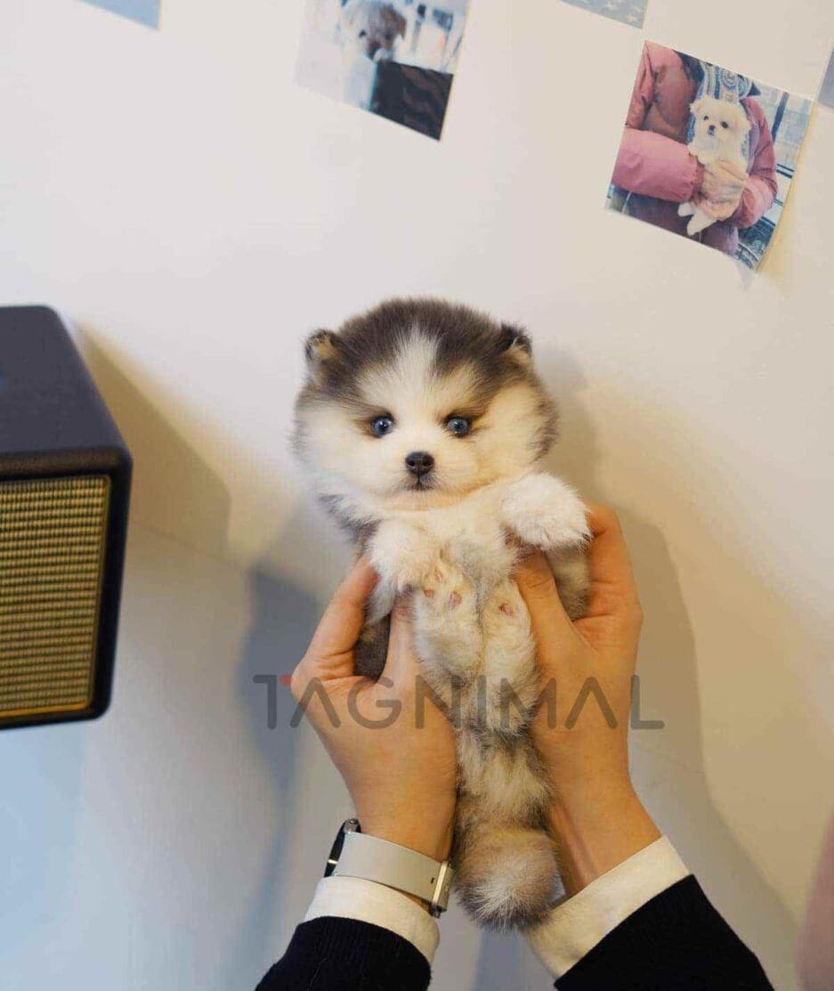 Pomsky puppy for sale, dog for sale at Tagnimal