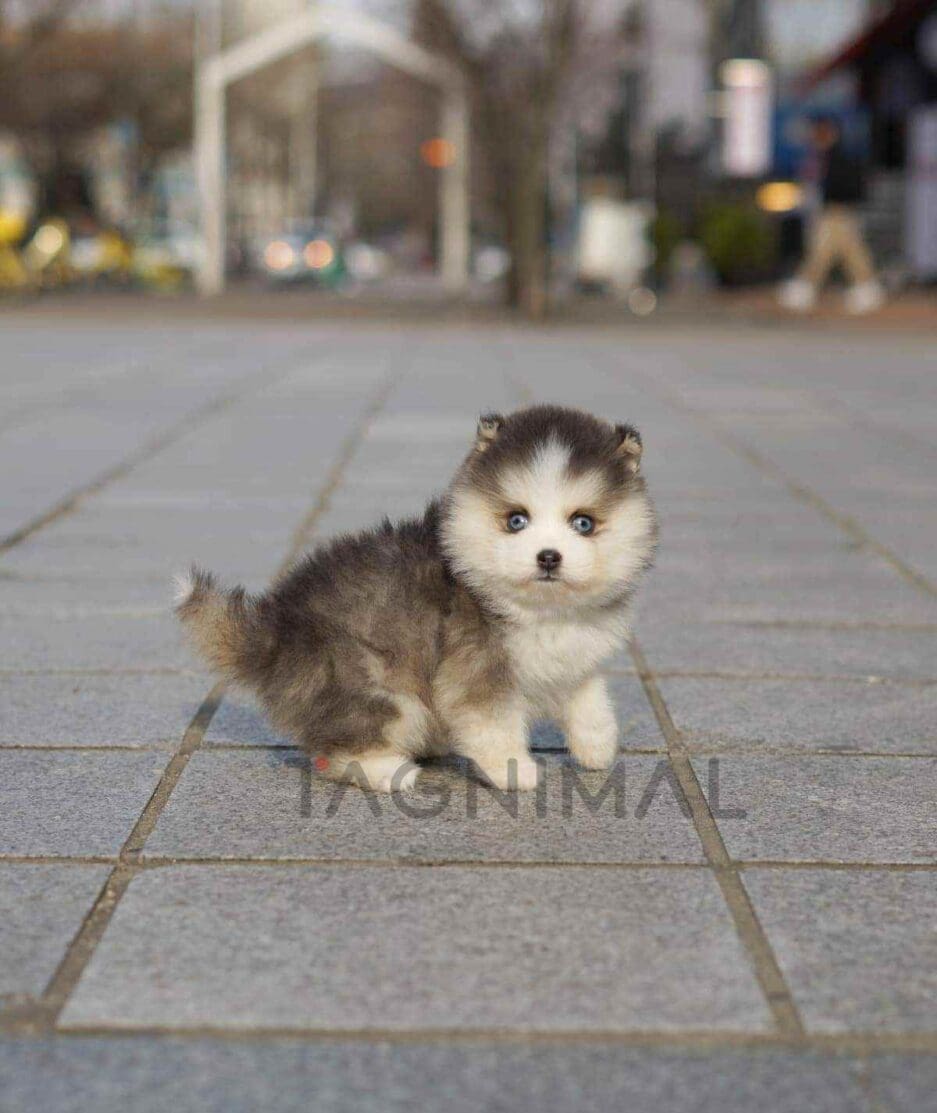 Pomsky puppy for sale, dog for sale at Tagnimal