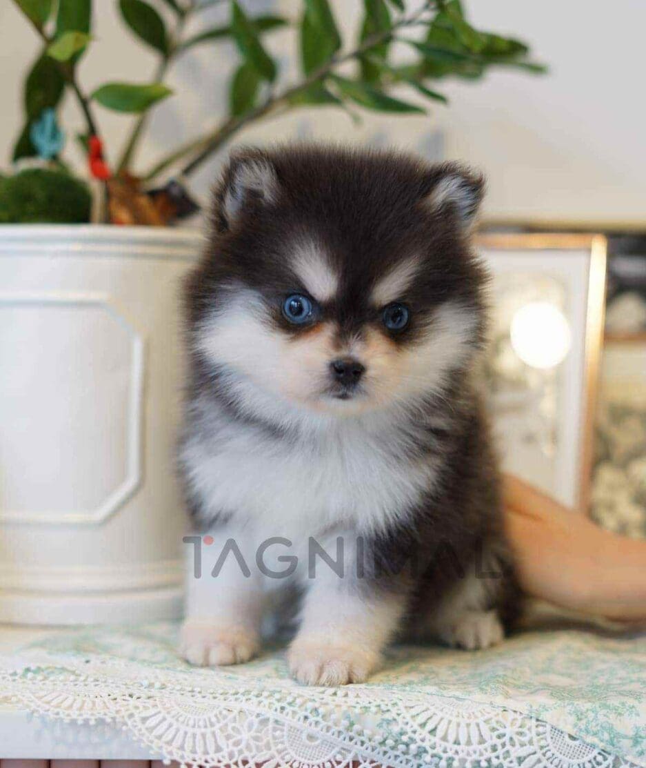 Pomsky puppy for sale, dog for sale at Tagnimal