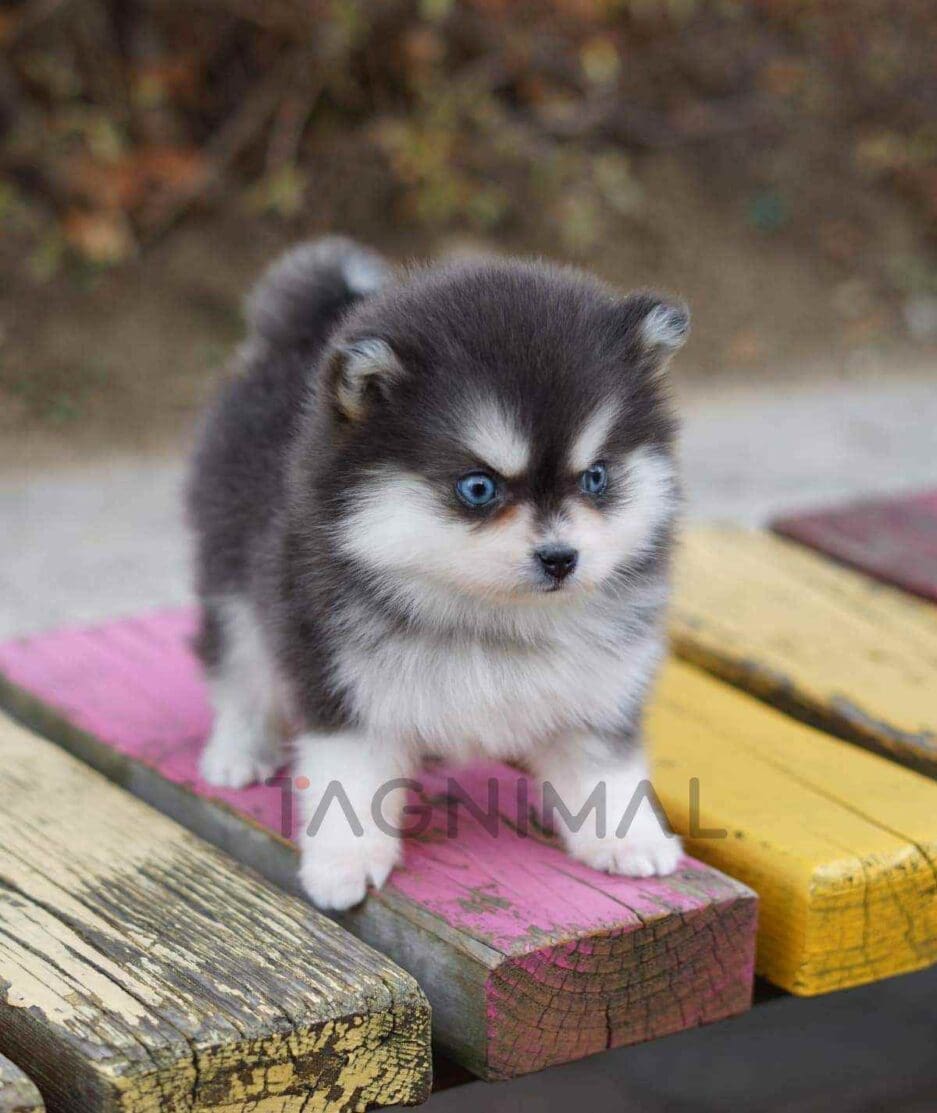 Pomsky puppy for sale, dog for sale at Tagnimal