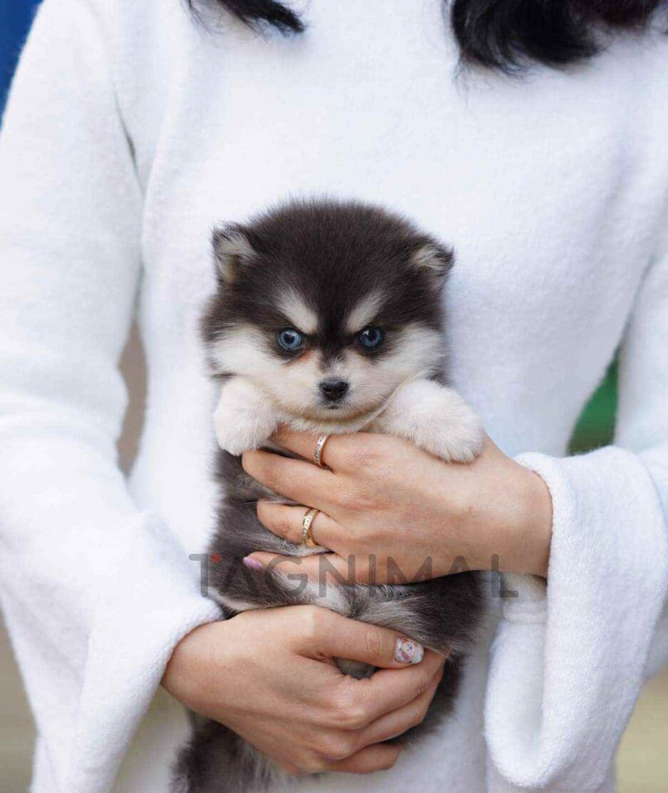 Pomsky puppy for sale, dog for sale at Tagnimal