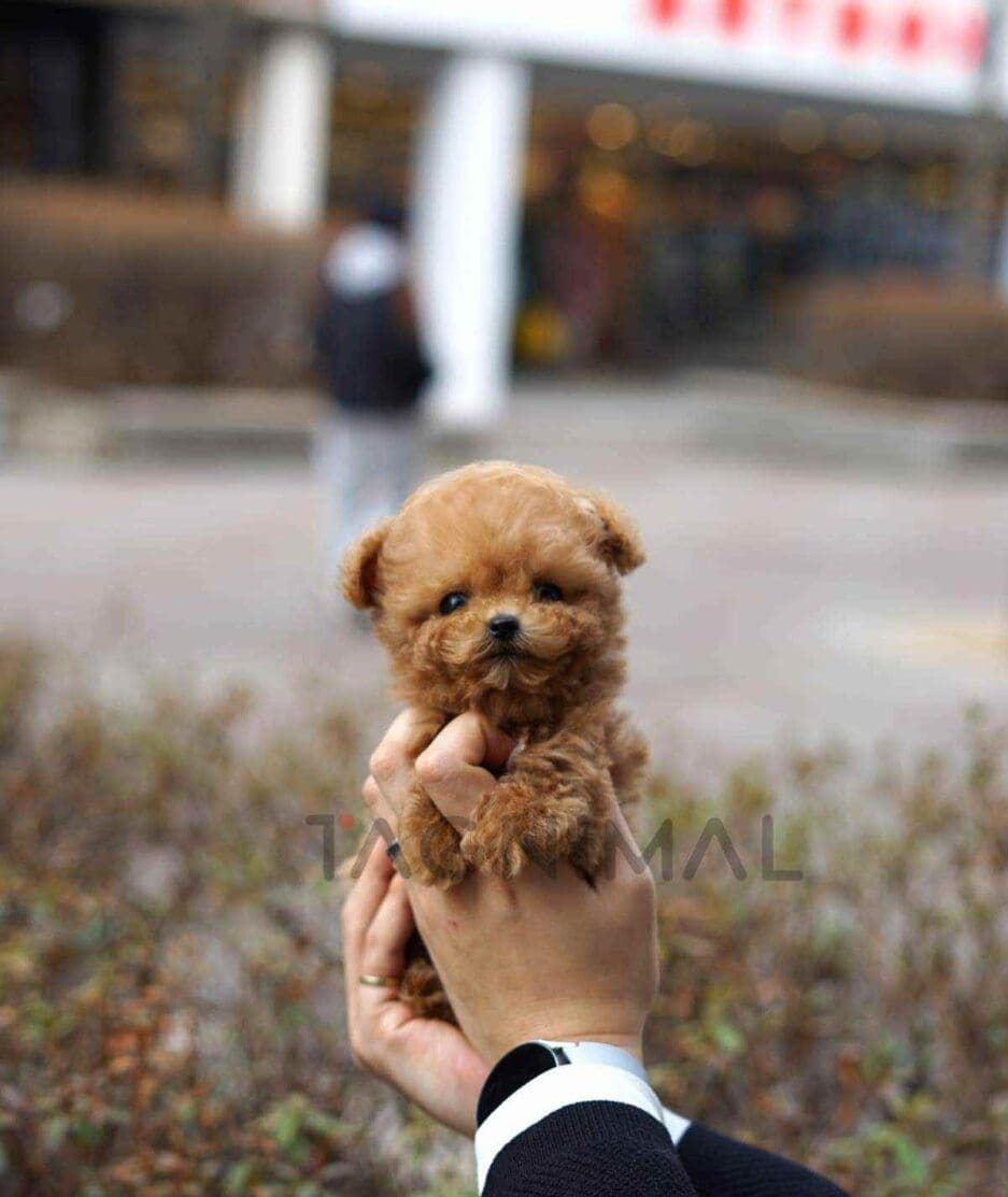 Poodle puppy for sale, dog for sale at Tagnimal