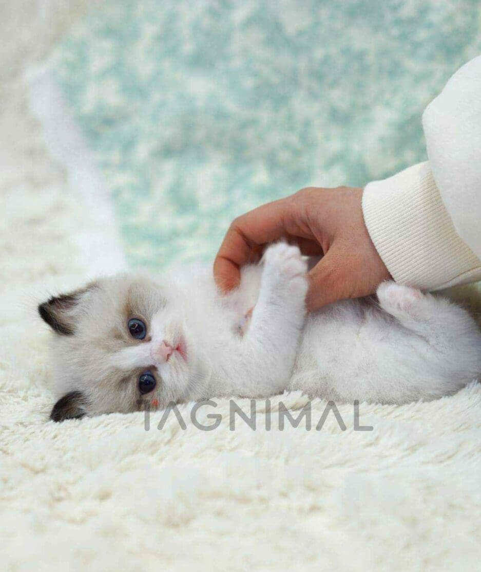 Ragdoll kitten for sale, cat for sale at Tagnimal