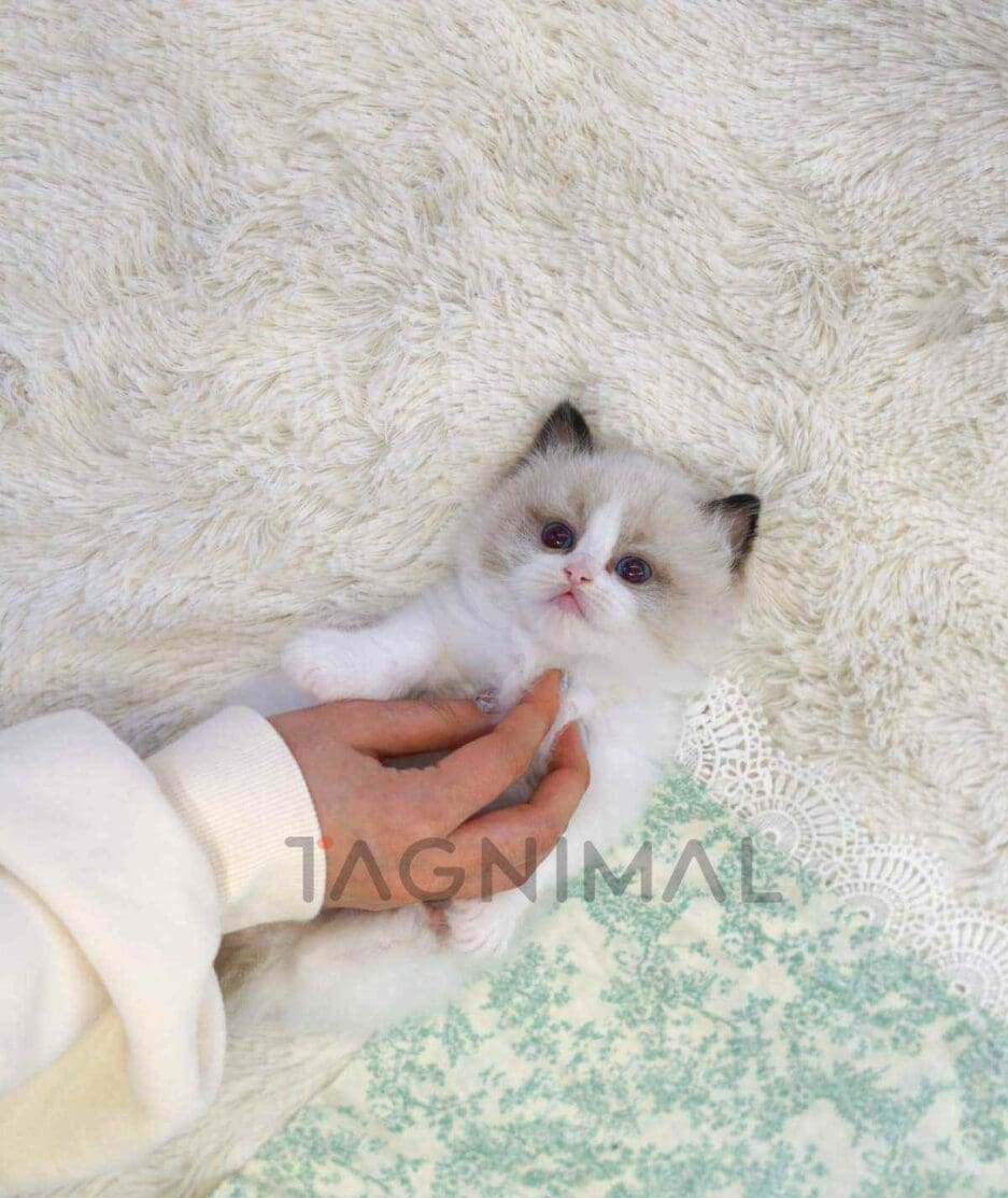 Ragdoll kitten for sale, cat for sale at Tagnimal