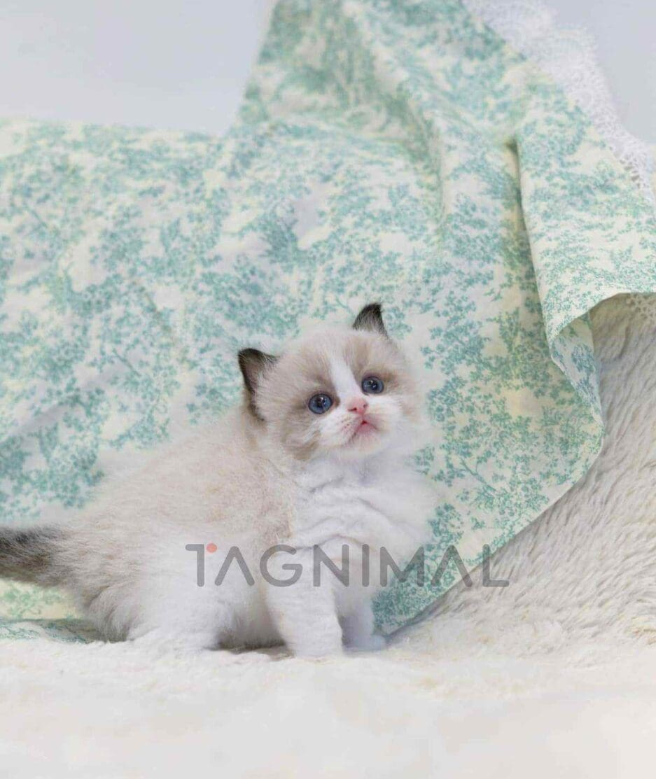 Ragdoll kitten for sale, cat for sale at Tagnimal