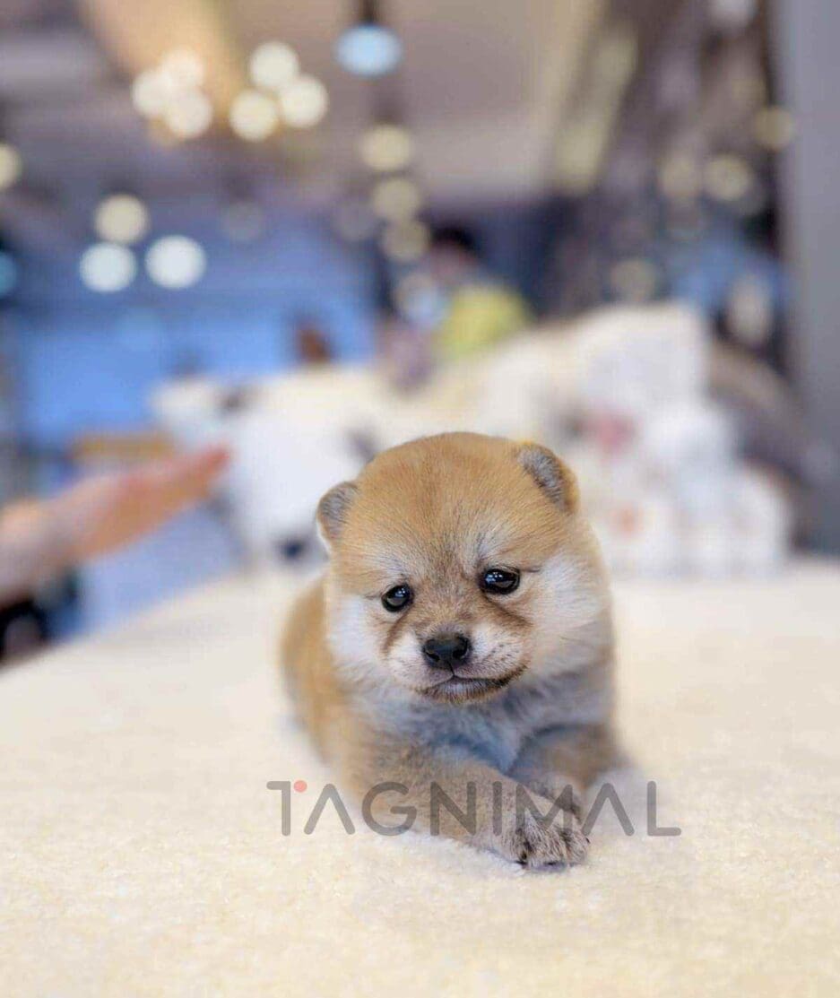 Shiba Inu puppy for sale, dog for sale at Tagnimal