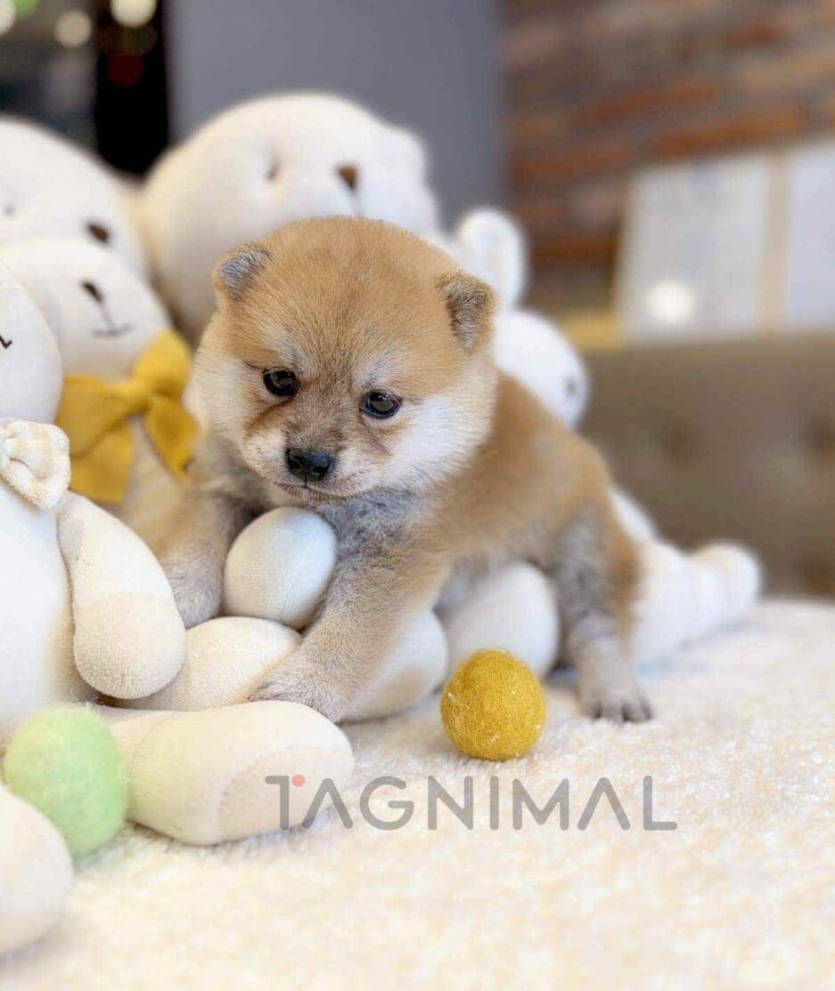 Shiba Inu puppy for sale, dog for sale at Tagnimal