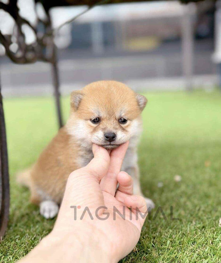 Shiba Inu puppy for sale, dog for sale at Tagnimal