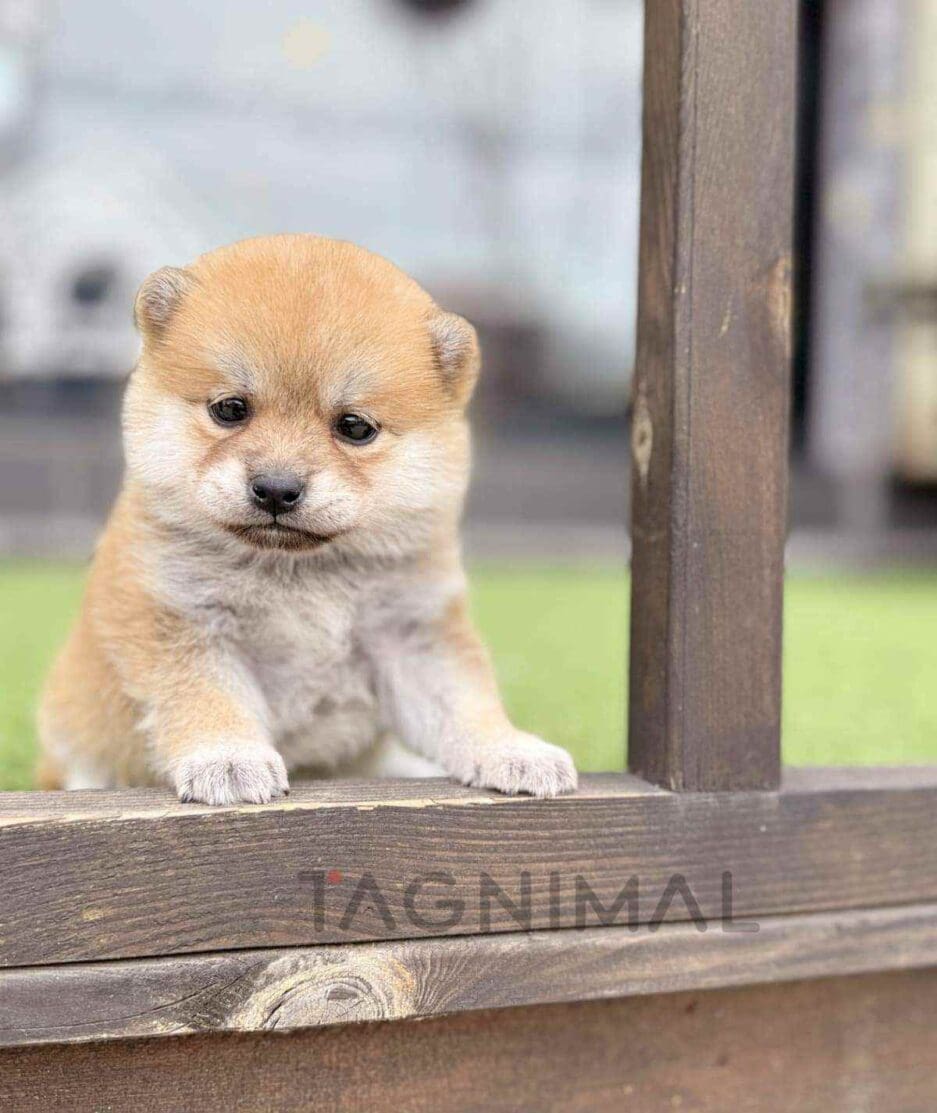 Shiba Inu puppy for sale, dog for sale at Tagnimal