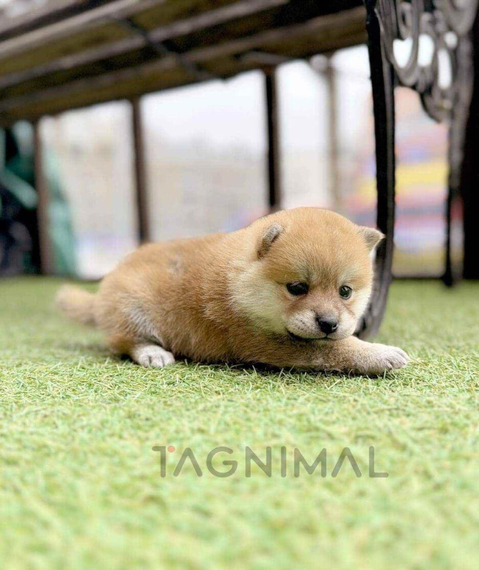 Shiba Inu puppy for sale, dog for sale at Tagnimal