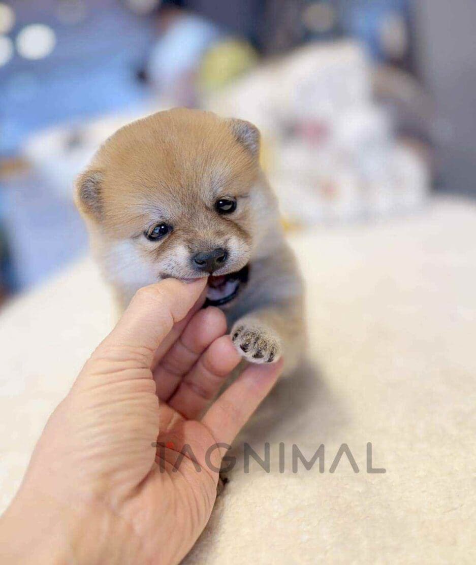 Shiba Inu puppy for sale, dog for sale at Tagnimal