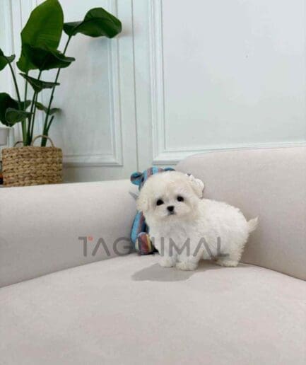 Bichon puppy for sale, dog for sale at Tagnimal