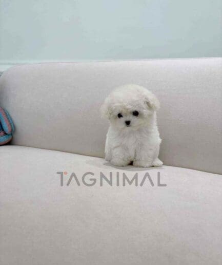 Bichon puppy for sale, dog for sale at Tagnimal