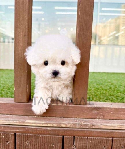 Bichon puppy for sale, dog for sale at Tagnimal