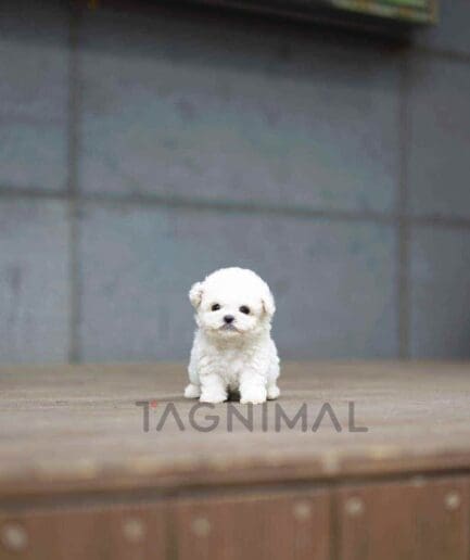 Bichon puppy for sale, dog for sale at Tagnimal