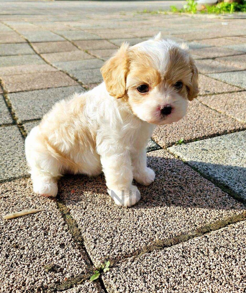 Cavachon puppy for sale, dog for sale at Tagnimal