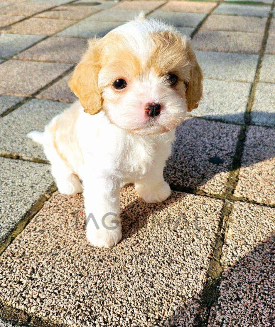 Cavachon puppy for sale, dog for sale at Tagnimal