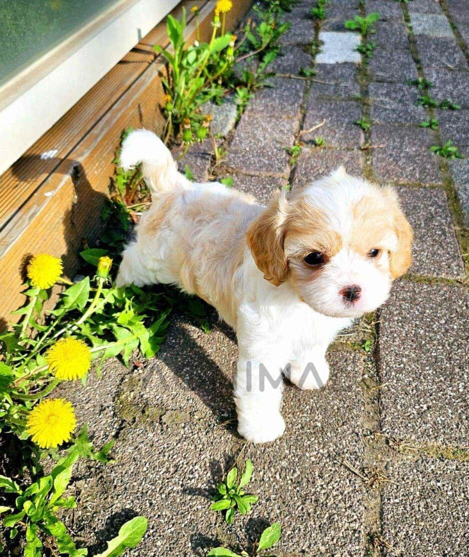 Cavachon puppy for sale, dog for sale at Tagnimal