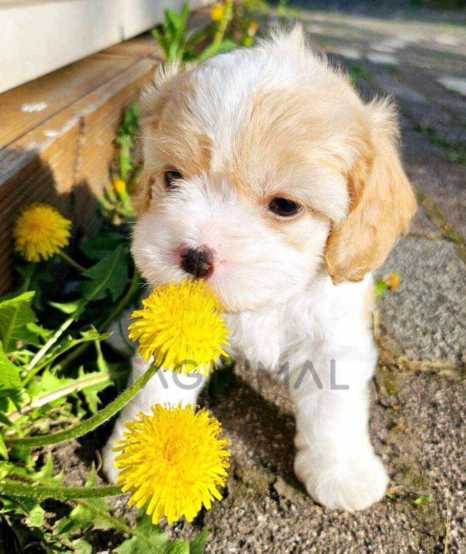 Cavachon puppy for sale, dog for sale at Tagnimal