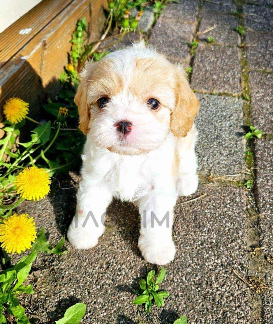 Cavachon puppy for sale, dog for sale at Tagnimal