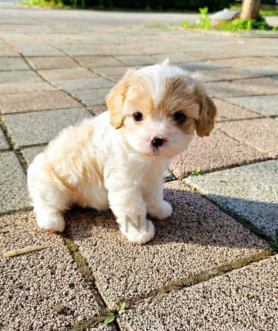 Cavachon puppy for sale, dog for sale at Tagnimal