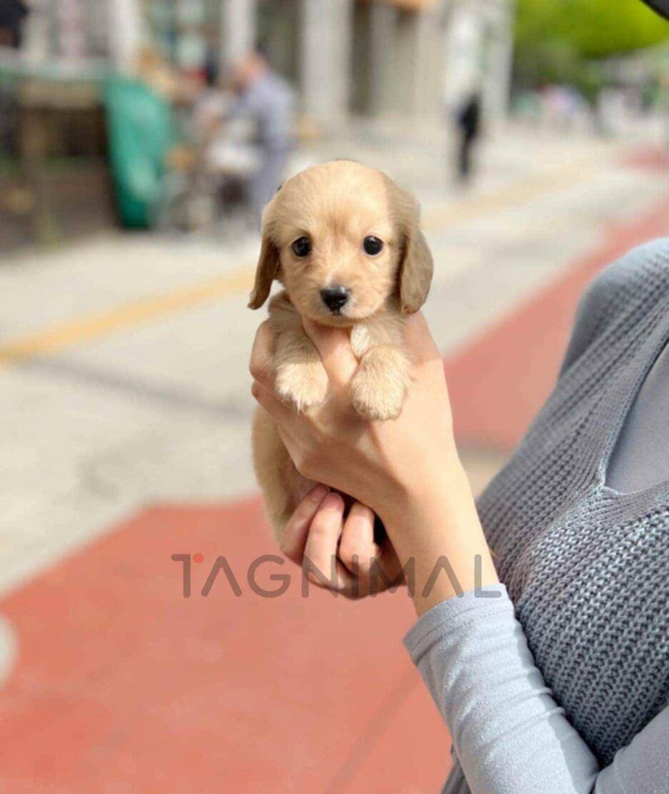 Dachshund puppy for sale, dog for sale at Tagnimal