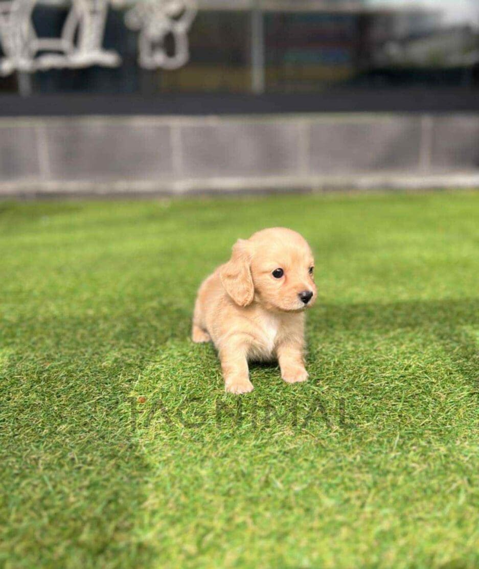 Dachshund puppy for sale, dog for sale at Tagnimal