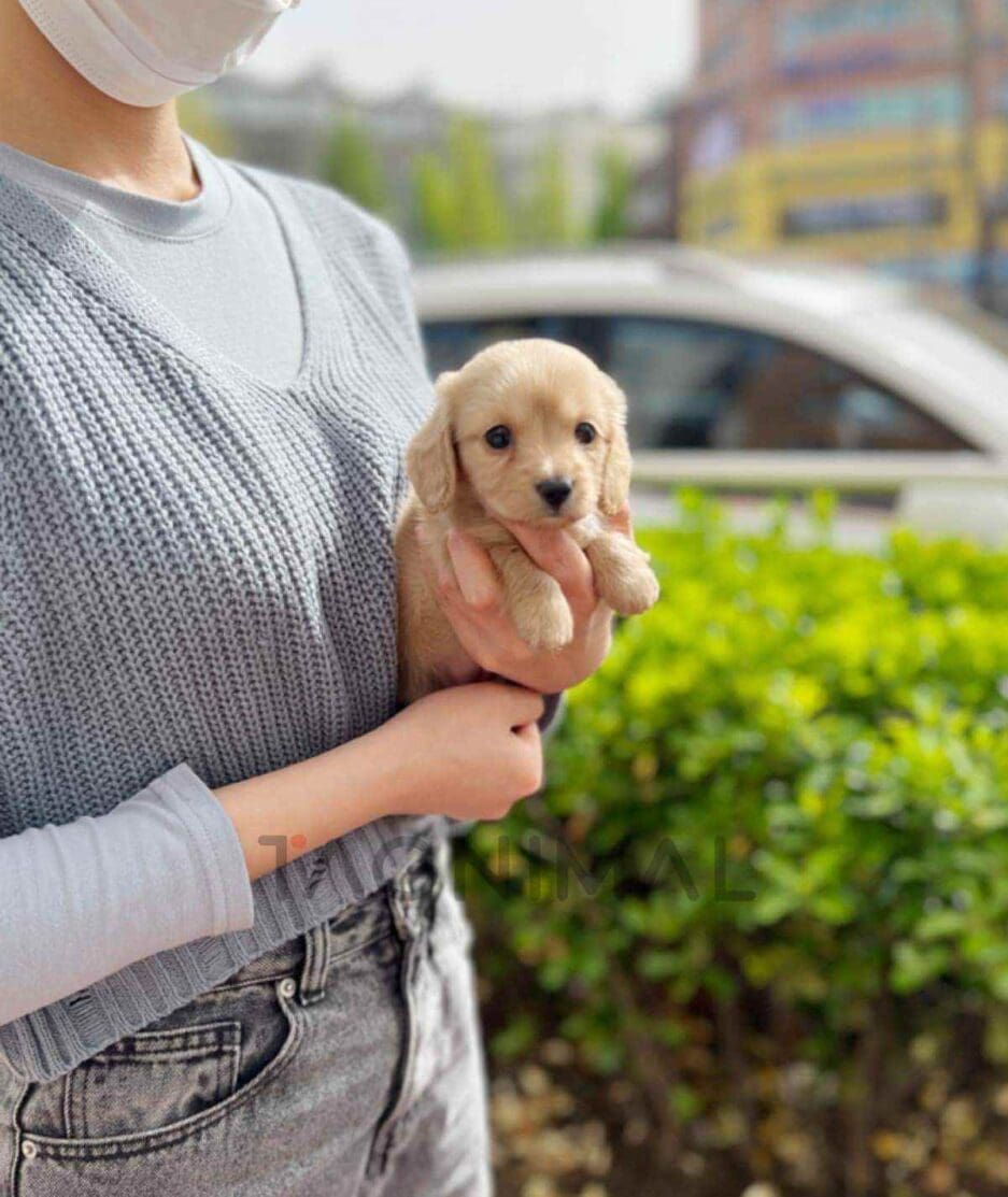 Dachshund puppy for sale, dog for sale at Tagnimal